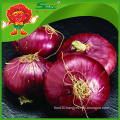 fresh onions on sale best price for red onions and yellow onions